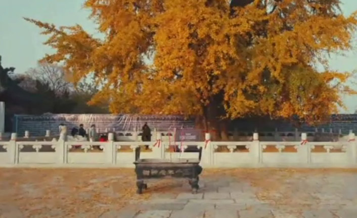 3 bin yıllık ağacın yaprakları görenleri hayran bırakıyor