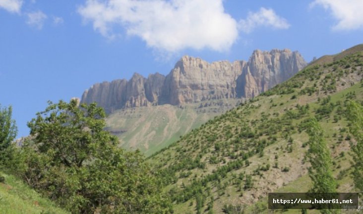 Kato Dağı'nda aç kalan ayı bakın ne yaptı?