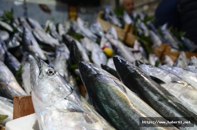 Palamut ve çinekop rekor kırdı