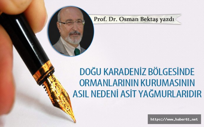 Doğu Karadeniz’de ladin ormanları asit yağmurlarıyla kuruyor