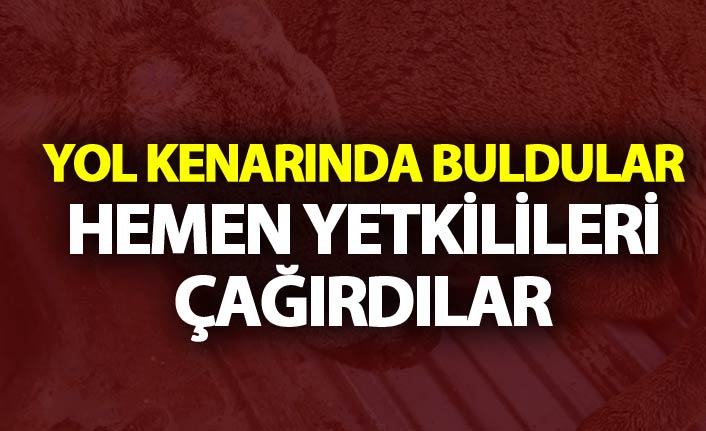 Trabzon'da yol kenarında buldular, hemen yetkililere haber verdiler