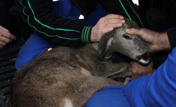 Trabzon'da iki karaca yaralı bulundu