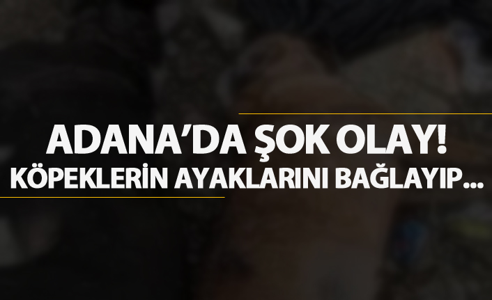 Adana'da şok olay! Köpeklerin ayaklarını bağlayıp...