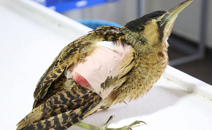 Nesli tükenmekte olan 'balaban kuşu' yaralı halde bulundu