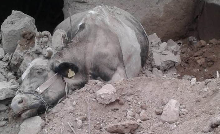 Çöken ahırın altında kalan hayvanlar telef oldu