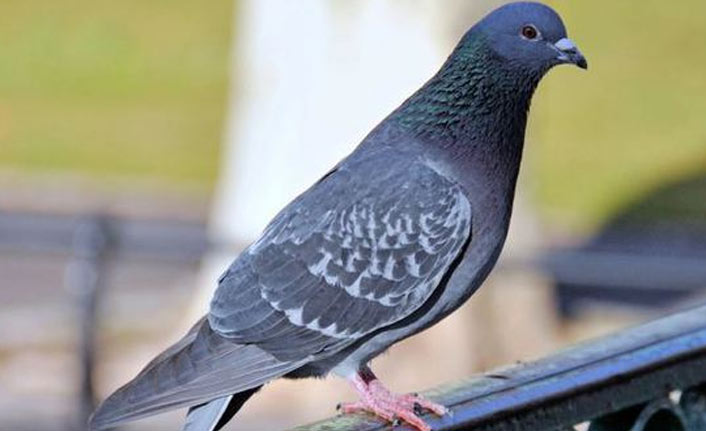 Güvercin için seferber oldular