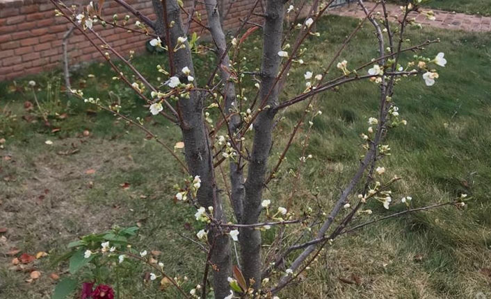 Kışın ortasında çiçek açtı