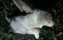 Sokak hayvanlar sahipsiz değil