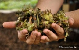 Borsada ne kadar fındık işlem gördü?