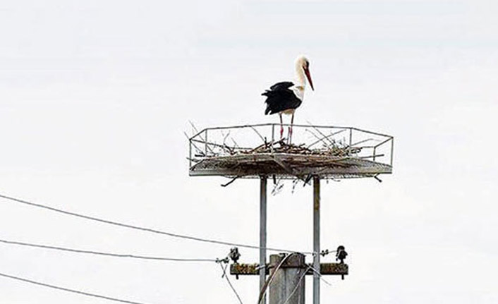 Proje başladı, hızla değişiyor... Leylek seferberliği