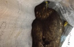 Trabzon'da yaralı bulunan şahine tedavi