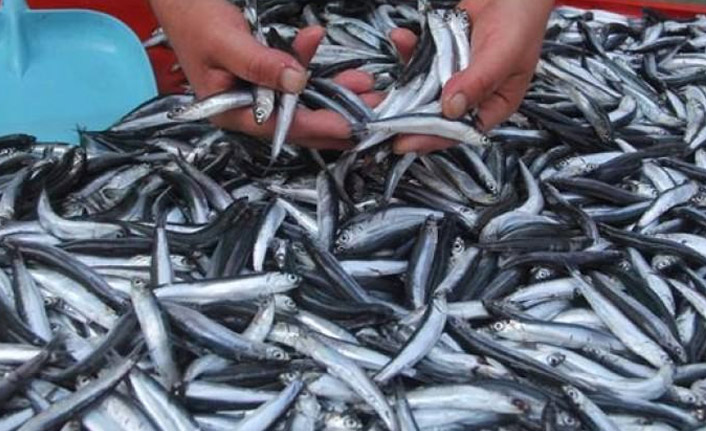 15 Bilim insanı Gürcistan'da hamsiyi araştıracak.