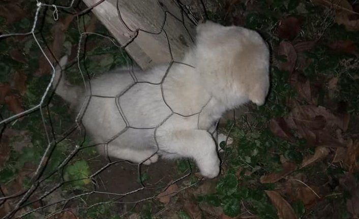 Tel örgüye sıkışan yavru köpeği kurtardı