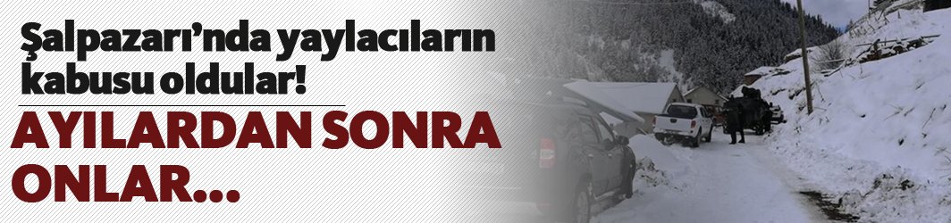 Şalpazarı'nda yaylacıların kabusu oldular! Ayılardan sonra onlar...