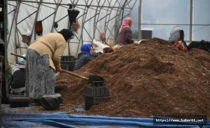 5,5 milyon fidan ürettiler 