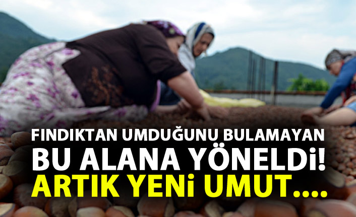 Fındıktan umduğunu bulamayan buraya yöneldi!