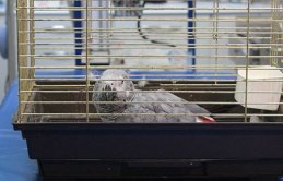 İşkenceyle ölen papağanın soyu tükenmek üzere