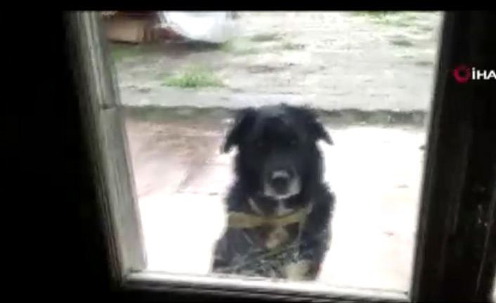 Kedi ile köpeğin gülümseten dostluğu