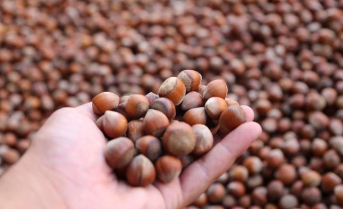 Fındık ihracatçısının gözü yeni yılda!