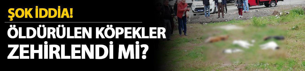 Şok İddia! Öldürülen sokak hayvanlarını zehirlediler mi?