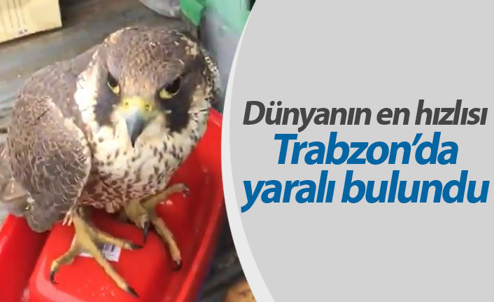 Dünyanın en hızlı kuşu Trabzon'da yaralı bulundu
