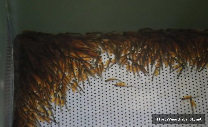  Kırmızı Benekliler dünyaya gözlerini açtı