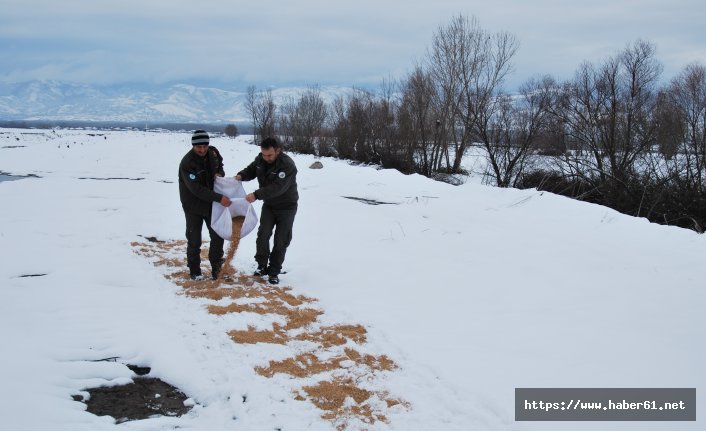 Aç kalan hayvanların imdadına yetiştiler 
