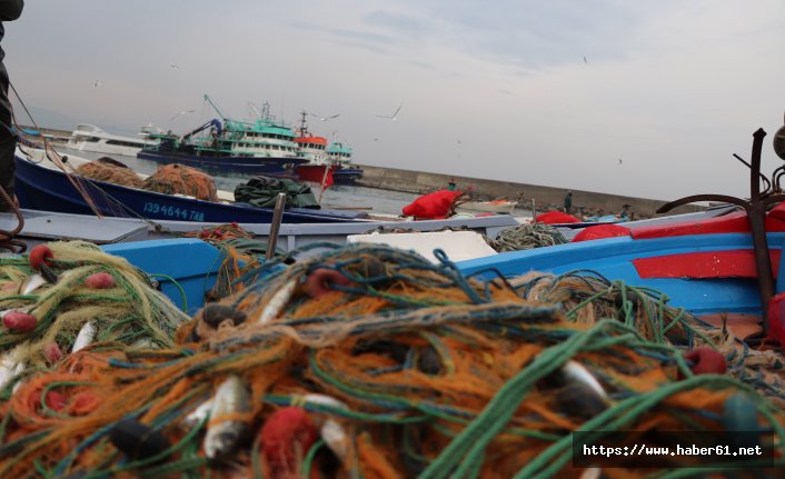 Karadeniz'de fatura yunuslara kesildi!