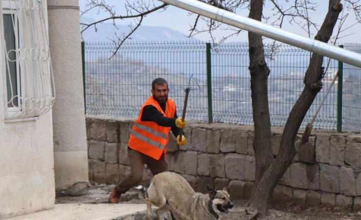 Sokak köpekleri toplanıyor
