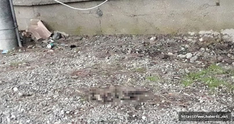 Vahşet! Kedinin ayaklarını kesip yaktılar!