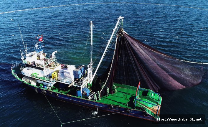 Hamsi erken göç etti