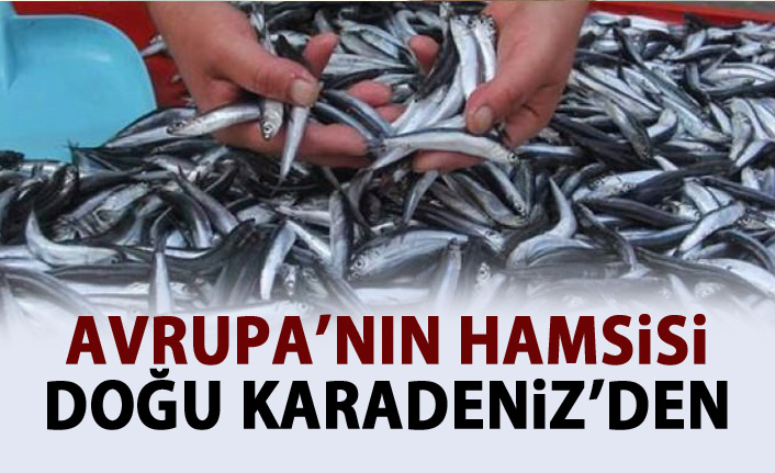 Doğu Karadeniz'den Avrupa'ya Hamsi ihracaatı!