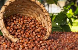 Piyasada alım sürüyor! Fındık fiyatı kaç TL?