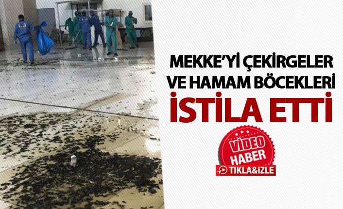 Mekke’yi çekirgeler ve hamam böcekleri bastı