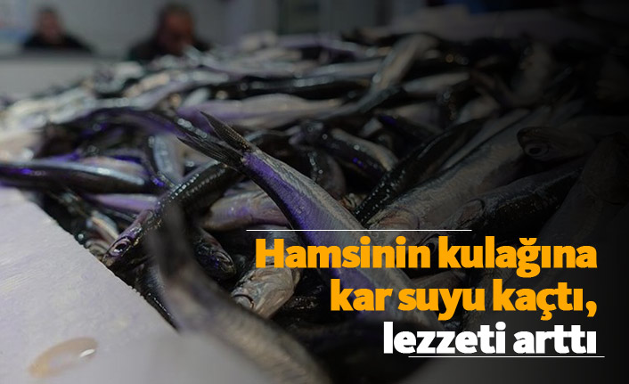 Hamsinin kulağına kar suyu kaçtı, lezzeti arttı