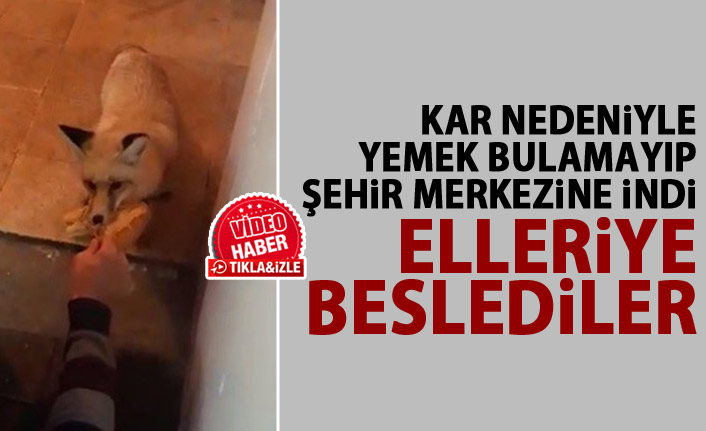 Aç kalan tilki bakın ne yaptı?