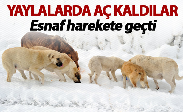 Trabzon'da iki esnaf köpekler için harekete geçti