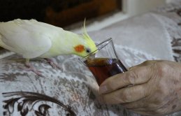 Bu papağan çay tiryakisi! - 14 Ocak 2019