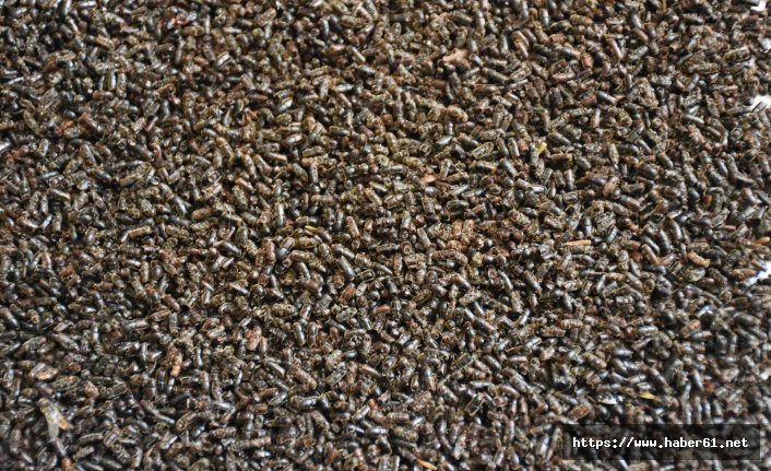 Doğu Karadeniz'de böcek alarmı!