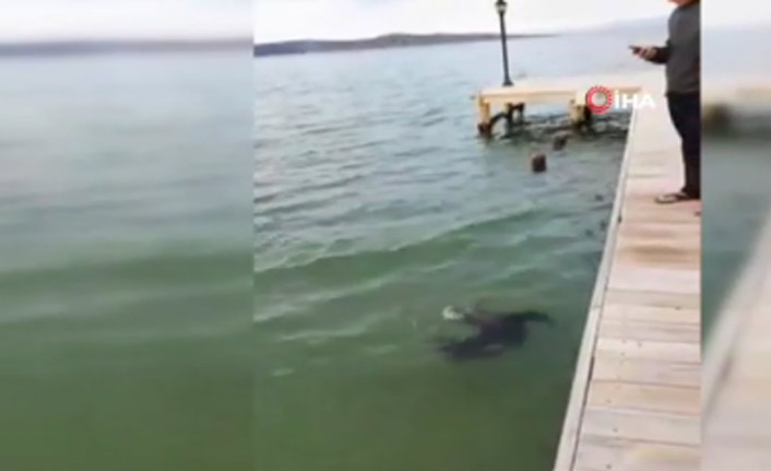 Koruma altındaki Akdeniz Foku Bodrum'da görüldü