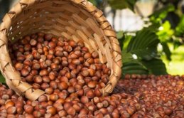 Fındık Fiyatı ne kadar oldu? - Fındık Fiyatlarında son durum