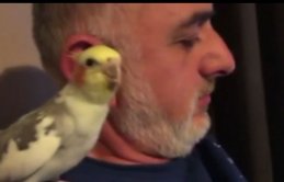 Bu papağan resmen konser veriyor