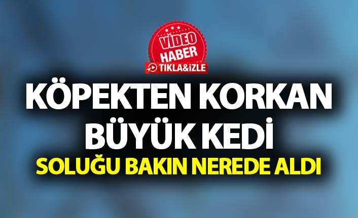 Köpekten korktu soluğu kavakta aldı