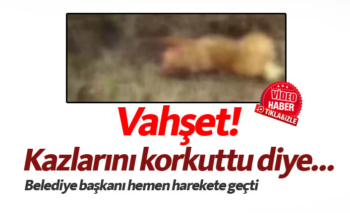 Vahşet! Kazları korkuttu diye köpeği vurdu