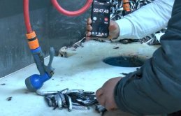 Balıkçılardan hamsi temizleme rekoru