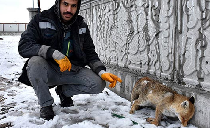 Tilki donmuş halde bulundu!