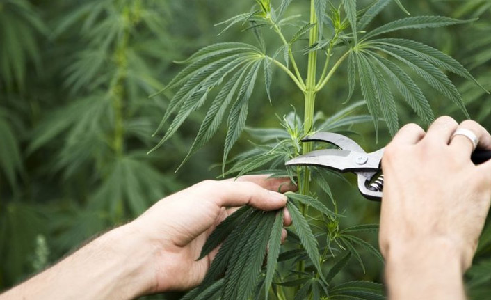 Kenevir üretimi kapsamında Trabzon neden yok?