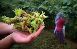 Fındık Üreticilerine Çağrı: Devlet Destekli Sigorta Başvuruları Başladı