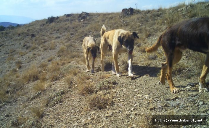 Başıboş köpekler yaban hayatını tehdit ediyor 