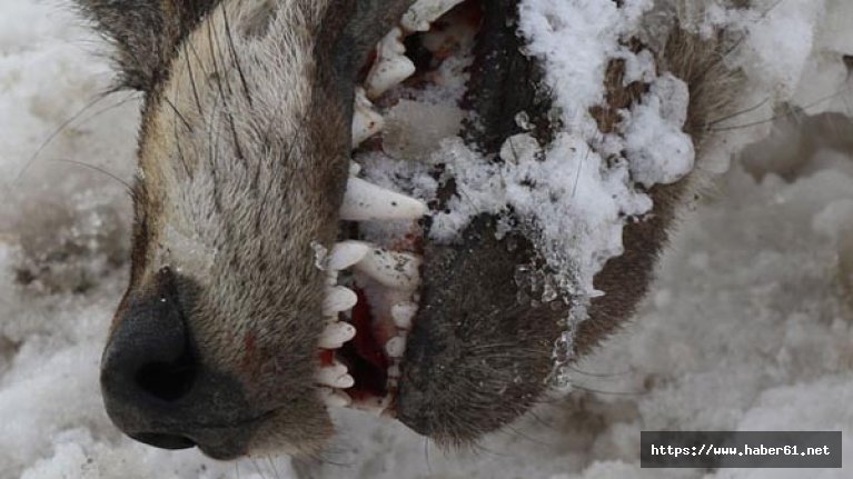 Kurt soğuktan dondu
